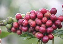 Kenya: Peaberry Plus